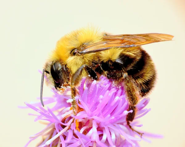 Bumble bee — Stok fotoğraf