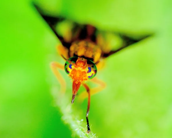 Mosca de veados mordida — Fotografia de Stock