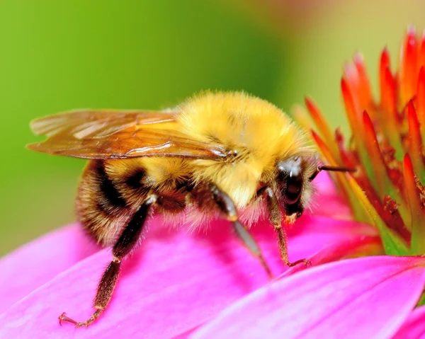 Bumble bee — Stok fotoğraf