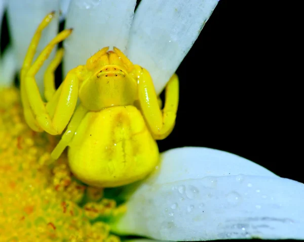 Araña cangrejo —  Fotos de Stock