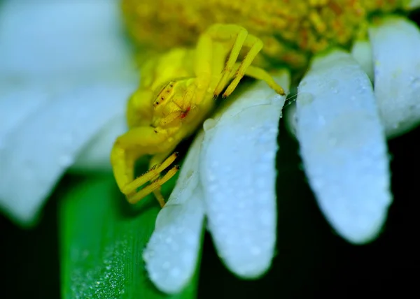 Aranha de caranguejo — Fotografia de Stock