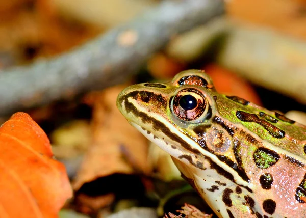 Leopard Frog — Stock Photo, Image