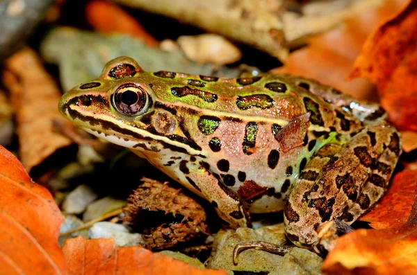 Rã-leopardo — Fotografia de Stock