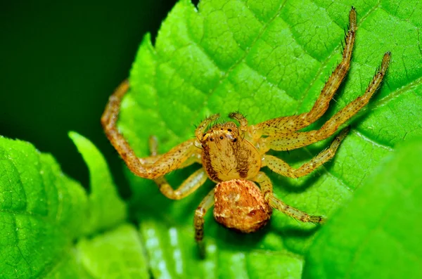 Araignée crabe — Photo