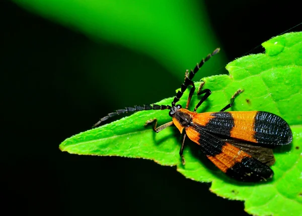 Net skrzydlaty chrząszcz — Zdjęcie stockowe