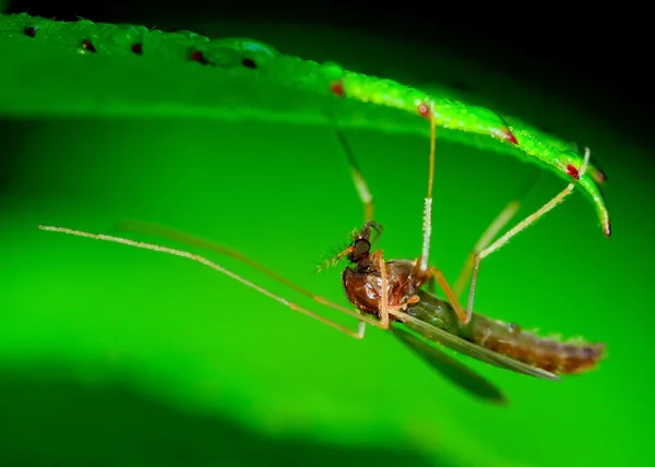 Mosquito. —  Fotos de Stock