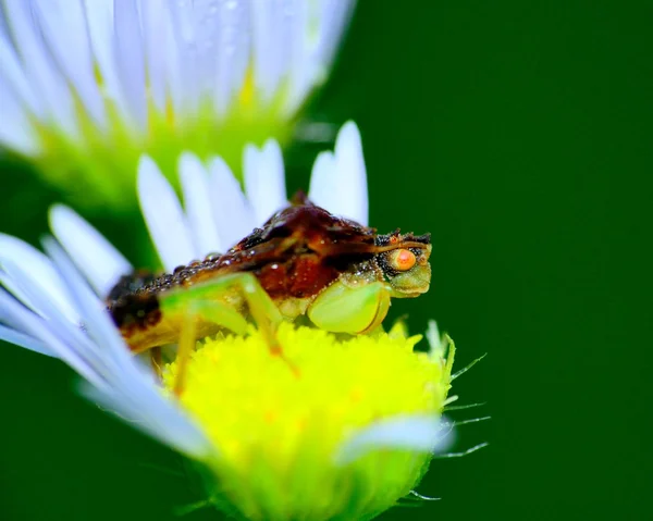 Bug emboscada — Fotografia de Stock