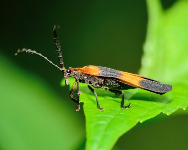 Net-winged Beetle