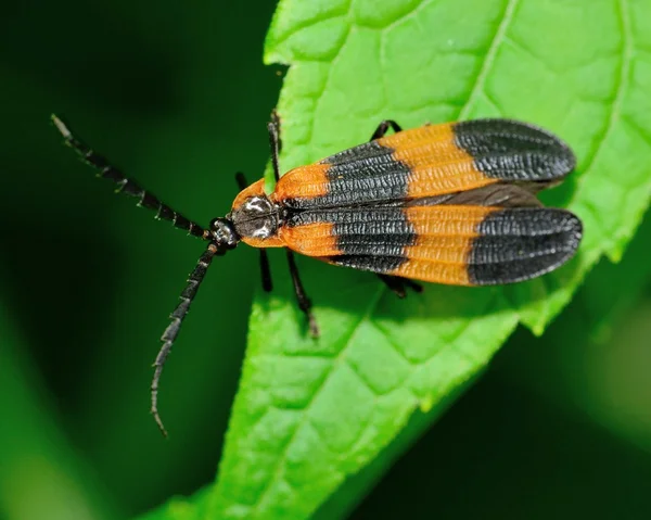 Net-winged Beetle — Stockfoto