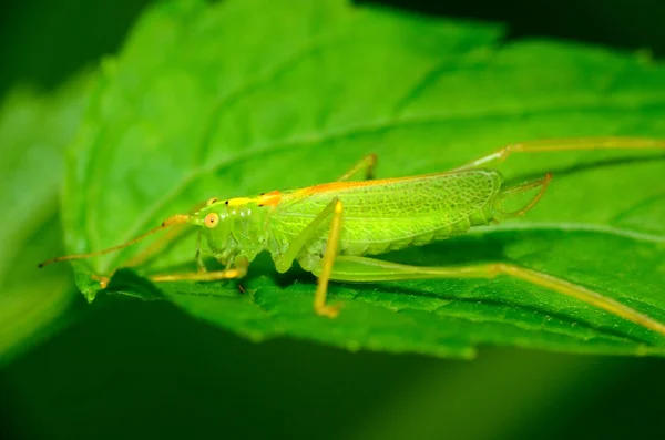 Katydid-Nymphe — Stockfoto