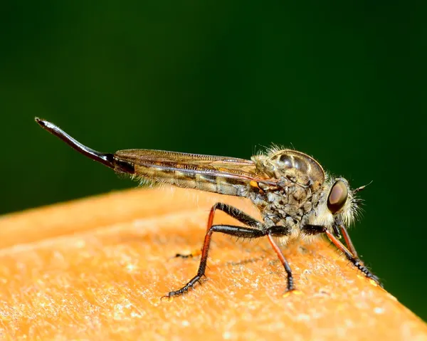Ladrón mosca —  Fotos de Stock