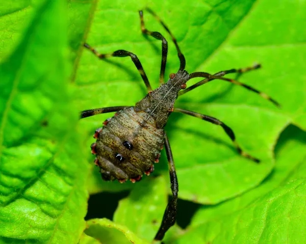 Assassin bug — Stockfoto