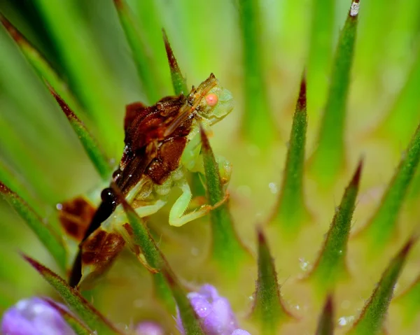 Bug emboscada — Fotografia de Stock