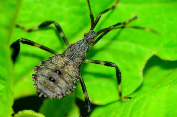 刺客的 bug — 图库照片