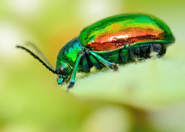 Dogbane Beetle — Stock Photo, Image