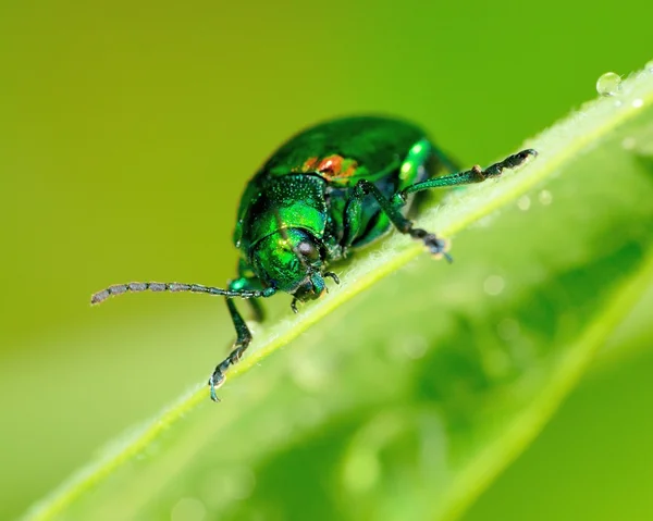 罗布麻甲虫 — 图库照片