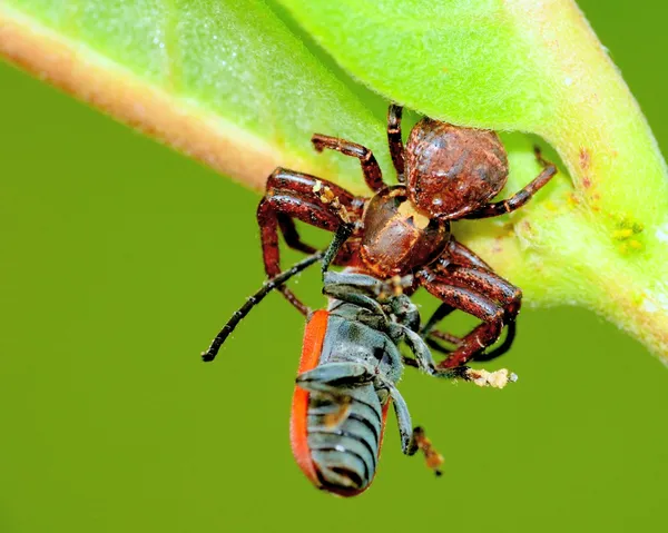 Aranha de caranguejo — Fotografia de Stock