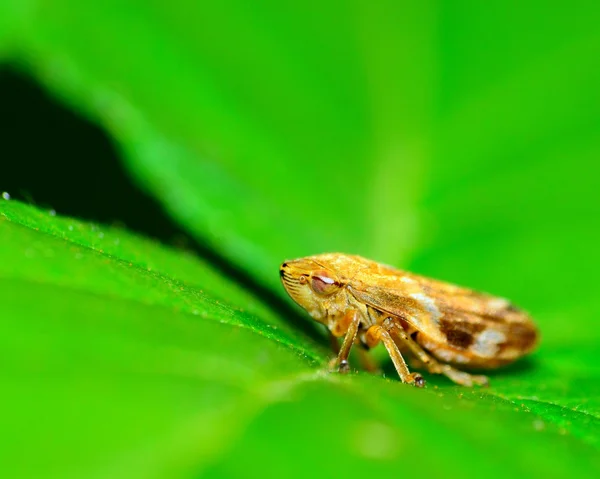 Leafhopper — Stock fotografie