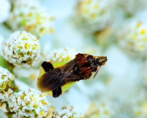 Bug dell'imboscata — Foto Stock