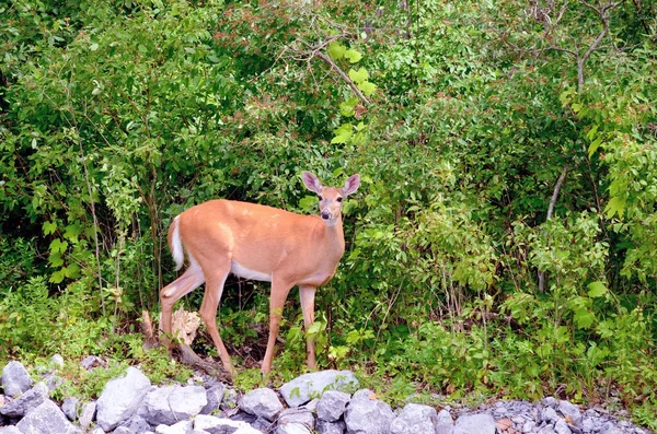 Whitetail Deer Doe — Stock Photo, Image