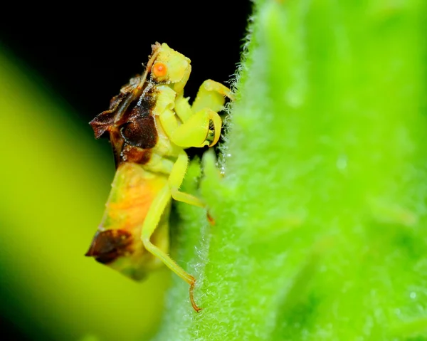 Bug emboscada — Fotografia de Stock