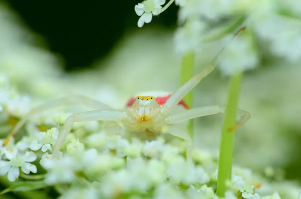 Altın Başak yengeç örümceği — Stok fotoğraf