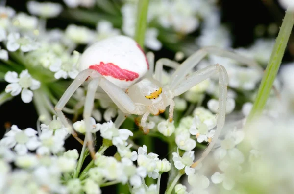 一枝黄花蟹蜘蛛 — 图库照片