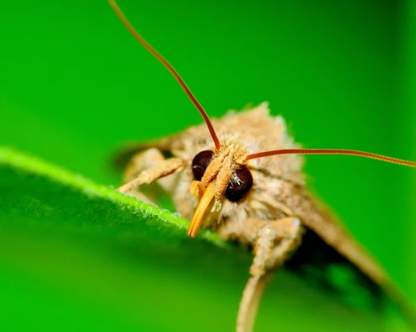 Moth Head — Stock Photo, Image