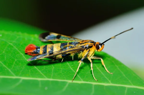 Clearwing Wasp Mimic Moth — Stock Photo, Image