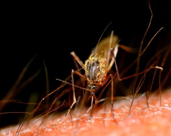 Mosquito. —  Fotos de Stock