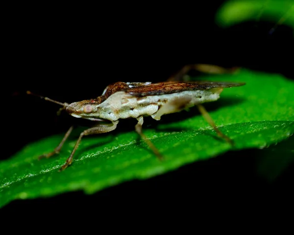 Apestoso insecto —  Fotos de Stock