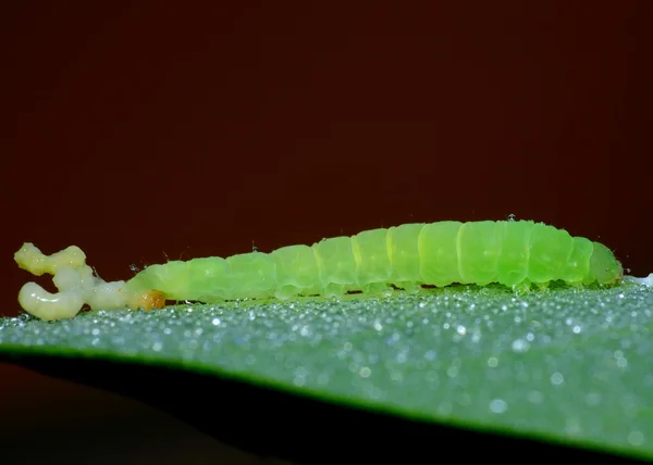 Oruga — Foto de Stock