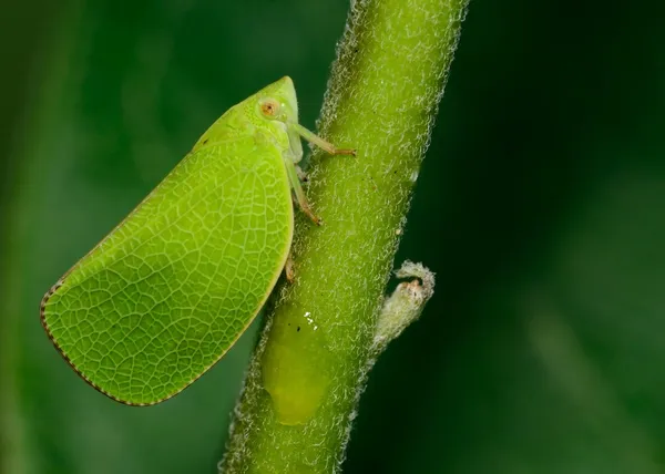 Saltador de hojas — Foto de Stock