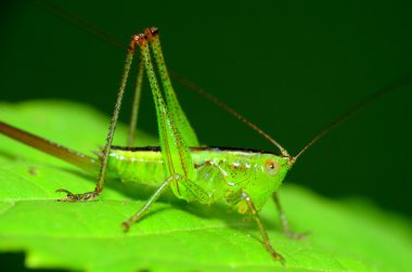 katydid su perisi