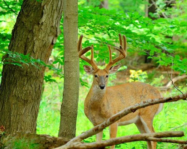 ビロードの whitetail 鹿バック — ストック写真