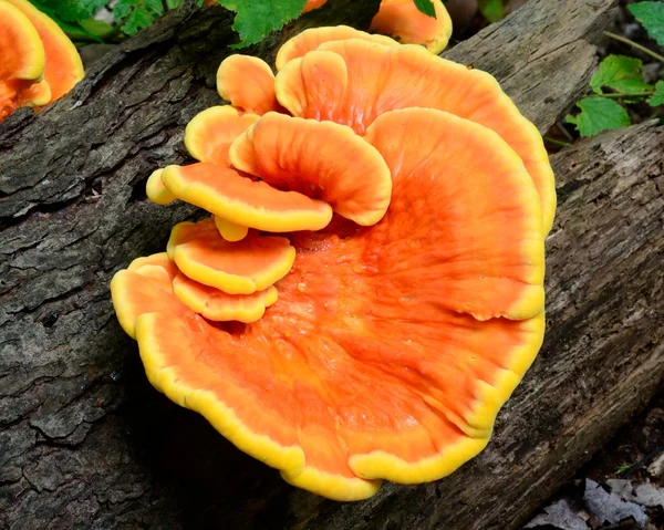 橙色真菌 — 图库照片