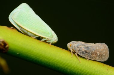 Leafhoppers