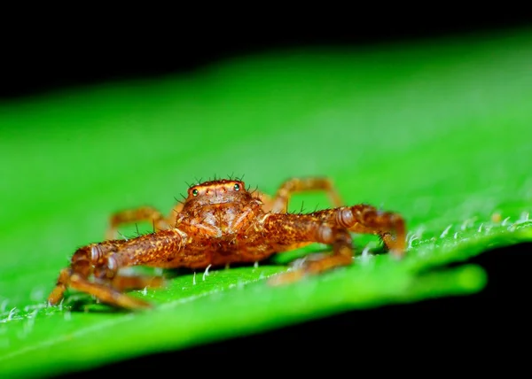 Crab Spider — Stock Photo, Image