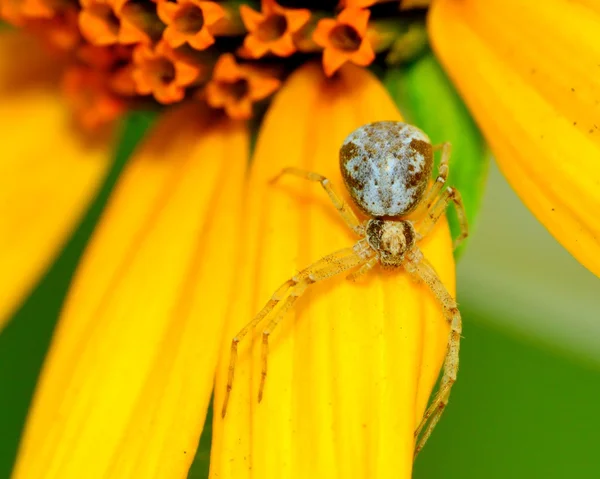 Aranha de caranguejo — Fotografia de Stock