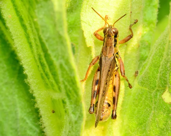 Grasshopper — Stock Photo, Image