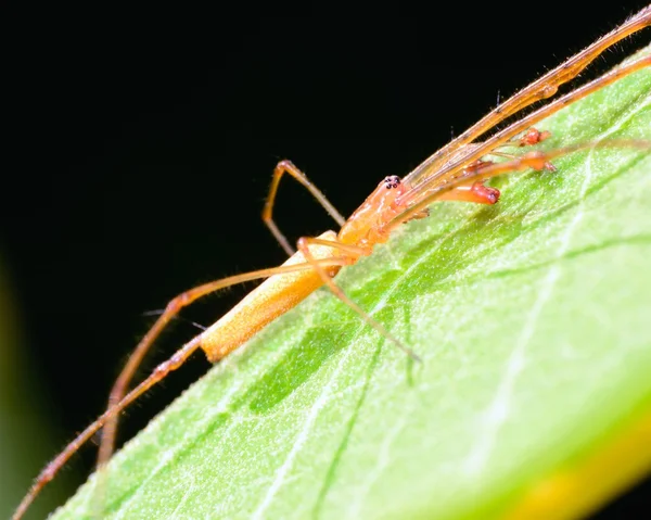 Lange-jawed orb weaver — Stockfoto