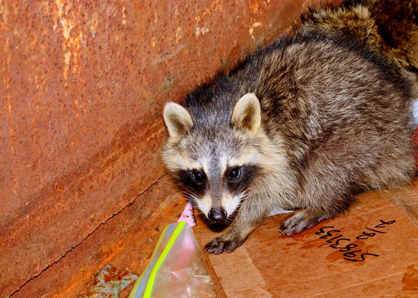 Raccoon — Stock Photo, Image