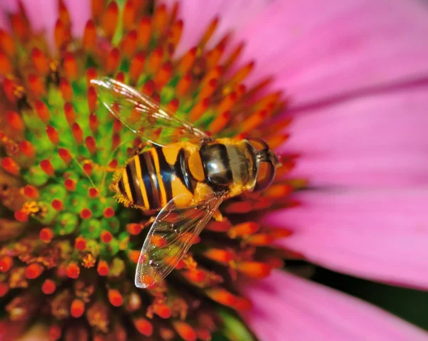Hover-fly — Stock Photo, Image