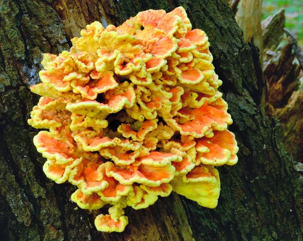 Оранжевые грибы — стоковое фото