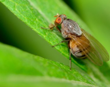 Bir bitkinin üzerinde uç