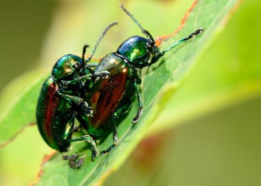dogbane böcekleri çiftleşme