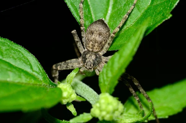 Aranha de caranguejo — Fotografia de Stock