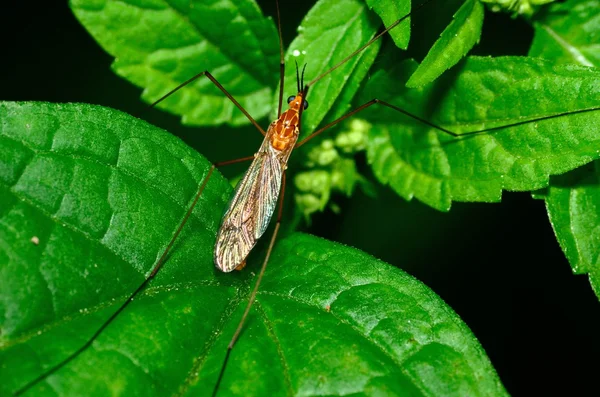 Grúa mosca — Foto de Stock