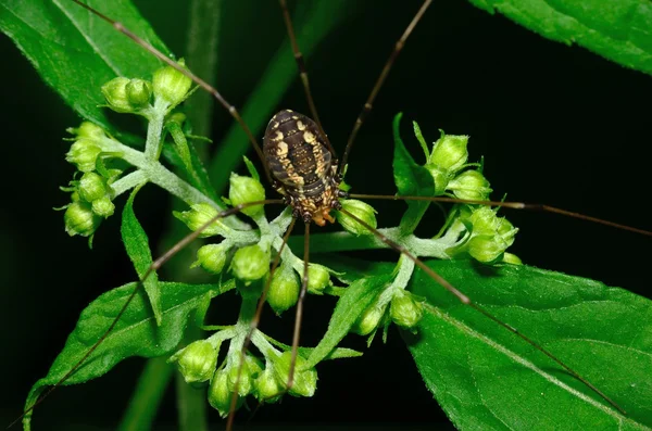Harvestmen pająk — Zdjęcie stockowe