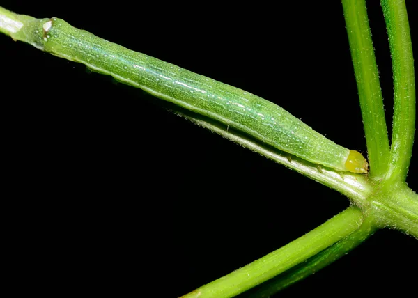 Grüne Raupe — Stockfoto